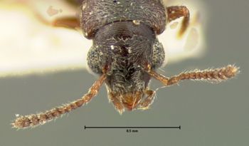Media type: image; Entomology 6565   Aspect: head dorsal view